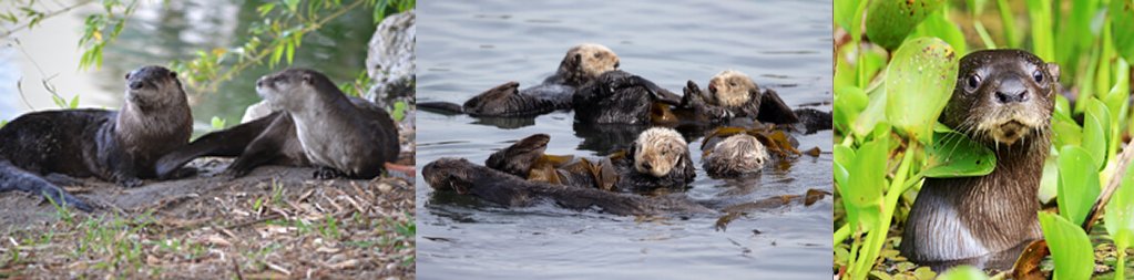 North American River Otter (left), Sea Otter (center), Neotropical Otter (right) North American River Otter (left), Sea Otter (center), Neotropical Otter (right)